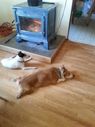 Maybe you would like to learn more about one of these? Bringing Dogs To A New Home Pet Poison Helpline