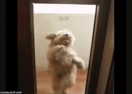 Dog Dance Gifs Get The Best Gif On Giphy