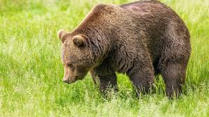Artworks in the collection of zazen bear gallery. Bear Hd Wallpapers Backgrounds
