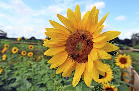 Das gemälde zwölf sonnenblumen in einer vase wurde im august 1888 von vincent van gogh in arles (südfrankreich) gemalt. Dank Intensiver Pflege Ist Das Sonnenblumenfeld Rechtzeitig Zum Festival In Krummhardt Erbluht Goldgelb Festival Sonnenblumen Bluhen Kreis Esslinger Zeitung