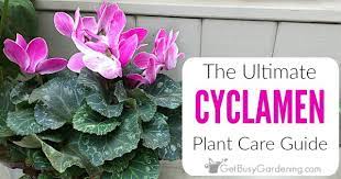 I have a south facing room. Cyclamen Plant Care Guide How To Care And Look After Cyclamen