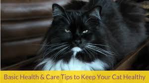 Learn some of the most common reasons why cats shed and whether it's an indication of a health problem. Basic Health Care Tips To Keep Your Cat Healthy Karla S Pet Care In Elk Grove Ca