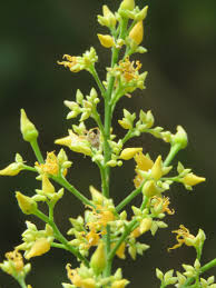 Image result for Hevea brasiliensis