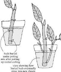 Abs Propagation Begonia Propagating Plants Shade Plants