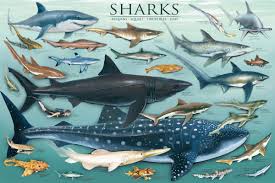 Laminated Sharks Underwater Educational Chart Poster 24x36 Education Poster Print 36x24