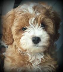 Maybe you would like to learn more about one of these? Rehbergers Puppy Luv In Minnesota 0 Reviews Gmad