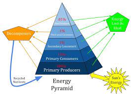 Why Are Ecological Pyramids Shaped As Pyramids Biology Dictionary Trophic Level Energy Pyramid Ecological Pyramid