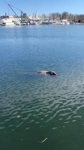 Video Seal Swims In Mamaroneck Harbor
