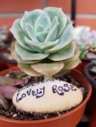 My cactus was dormant for about 3 years then started to grow again and bud on edges. 900 Plants Ideas In 2021 Plants Flowers Planting Flowers