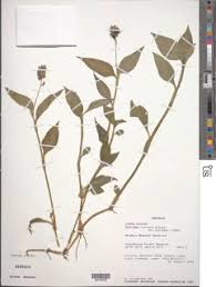 Image result for Aneilema pedunculosum