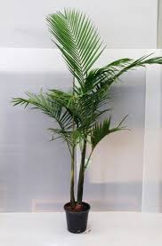 Bangalow Palm Tree Indoor Plants Big Indoor Plants Palm Plant