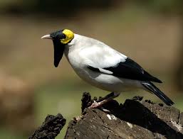 Identification Small Birds Of South Africa Treknature Wattled Starling Photo South African Birds Nature Birds Most Beautiful Birds