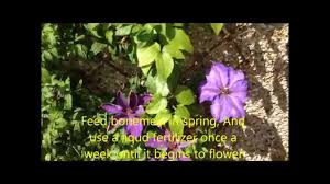 Check spelling or type a new query. Clematis Elsa Spath In Bloom Large Flower Variety Youtube