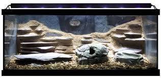 Beautiful 20 Gallon Zoo Med Desert Reptile Setup Diy This Terrarium With Slate Tile Excavator Clay Forest Floor Subst Zoo Med Reptiles Leopard Gecko Habitat