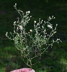 Image result for Conyza limosa