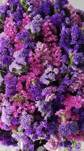 Statice Flower Wholesale Flowers Flowers For Sale Floral Supplies Wholesale