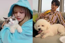 Idols And Pets The Most Famous Cats Dogs In K Pop Starbiz Net