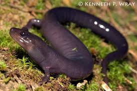 Image result for Phacelurus schliebenii