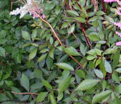 Growing Astilbe False Spirea How To Grow And Care For Astilbe