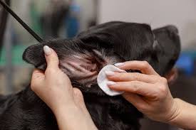 115 Cleaning Dogs Ear Stock Photos - Free & Royalty-Free Stock Photos from  Dreamstime