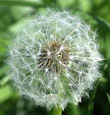 Tick Tock Dandelion Clock Dandelion Clock Dandelion Dandelion Flower