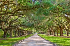 The charleston tea plantation, owned in part by. Which Plantation Should You Visit In Charleston Sc