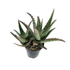 Image result for Aloe buchananii