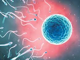 Now, according to the question, in islam is ivf haram or not? Why Is Artificial Insemination Haram