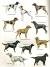 Bird Hunting Dog Breeds