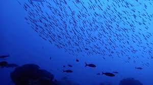 Maybe you would like to learn more about one of these? Perubahan Iklim Sebabkan Ikan Laut Sulit Cari Makan Ini Alasannya Global Liputan6 Com