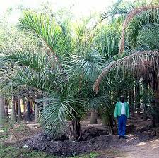 Image result for Raphia australis