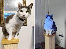 You should be able to feel some flesh between its skin. For Fat Cats The Struggle Is Real When It Comes To Losing Weight And Keeping It Off Npr