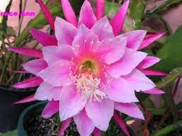 My backward, montreal, canada photographer : Orchid Cactus Epiphyllum Hybrids å˜ç§æ›‡èŠ± Youtube