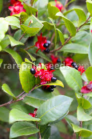 Image result for Ochna