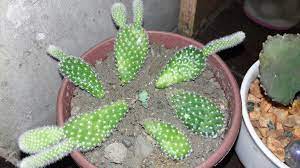 Cactus plants are simple to propagate from cuttings. Bunny Ear Cactus For Propagation Bunny Ear Cactus Cactus Diy Plant Collection