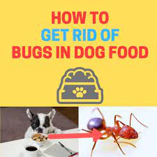 Just last week i did a roach job where the owners left turkey bones in a dish for their dog. How To Get Rid Of Bugs In Dog Food Naturally Bugwiz