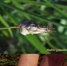 Image result for Abildgaardia ovata