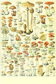 Magic Mushroom Chart Terence Mckenna Gifts Mushroom Hunting Poster W Under The Veil Online Bodega Stuffed Mushrooms Plush Throw Poster Wall Art