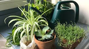 Houseplant Fertilizer Basics How And When To Feed Houseplants