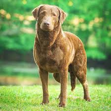 Check spelling or type a new query. Del Brave Chesapeake Bay Retrievers Home Facebook