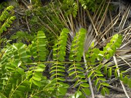 Image result for Guilandina bonduc