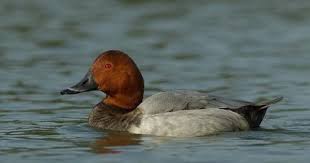 Bird With Red Head And Gray Body Common Pochard Aythya Ferina Videos Photos And Sound Recordings The Internet Bird Collection Hbw Alive Grey Bodies Bird Species