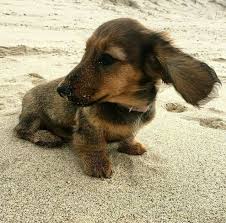 Black And White Dachshund Mix Dachshund Longhaired Puppy Dachshund Dog Dapple Dachshund Dachshund Puppy Black