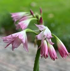Image result for Crinum verdoorniae