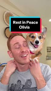 Olivia Corgi Coming Back Alive
