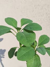 Image result for Euphorbia transvaalensis