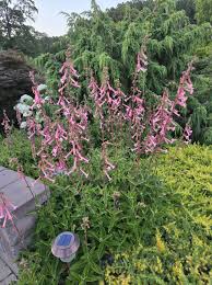 Image result for Asparagus minutiflorus