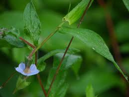 Image result for Trichodesma