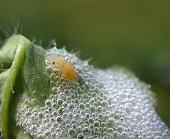 Check all plants in 5 randomly selected 60 cm by 30 cm (2 ft x 1 ft) areas per acre of strawberries every 2 weeks. Is That Foam On Leaves Really Snake Spit