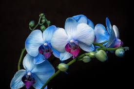 Blue Orchids Blue Orchids Blue Orchid Flower Phalaenopsis Orchid